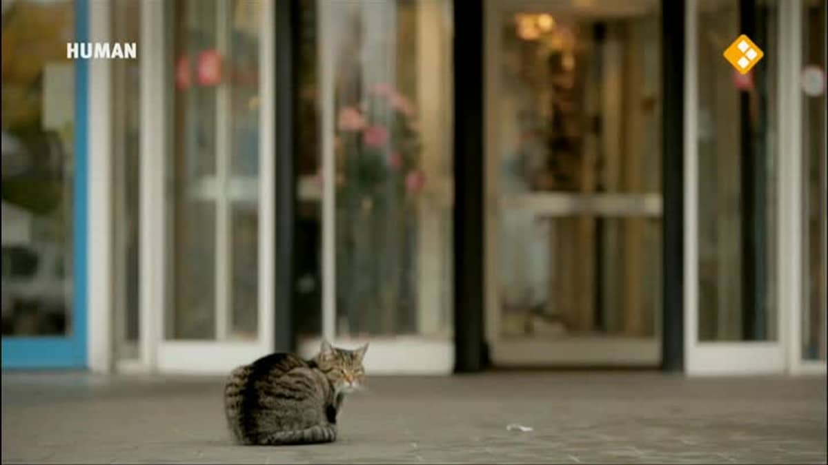 Wat de kat ziet | NPO Start