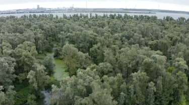 Vroege vogels