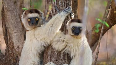Mammals