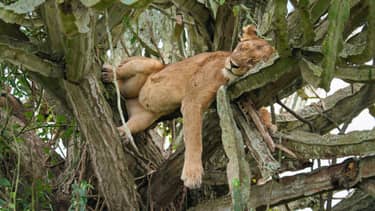 Mammals