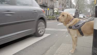 Bij ons op de Hondenacademie
