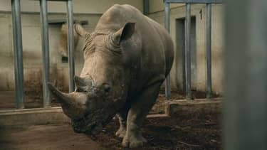 Op safari