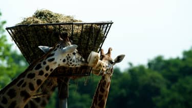 Op safari
