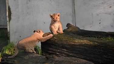 Het echte leven in de dierentuin