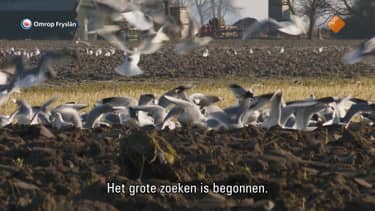 Fryslân dok