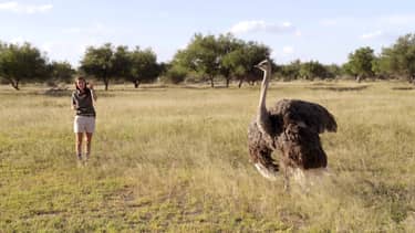 Dierendokter in het wild