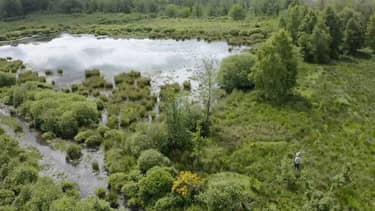 Vroege vogels