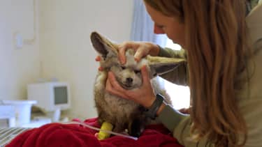 Klik hier om Dierendokter in het wild van 29 november te bekijken.