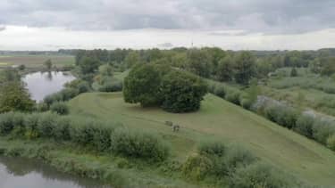 Vroege vogels