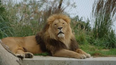 Bij ons in de Dierentuin