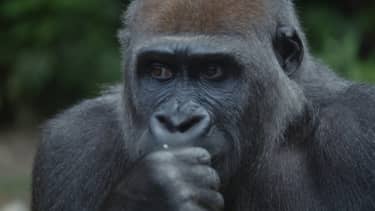 Klik hier om Bij ons in de Dierentuin van 13 december te bekijken.