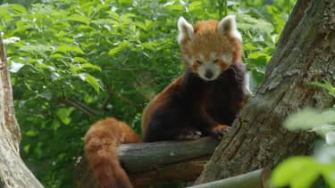 Klik hier om Bij ons in de Dierentuin van 29 november te bekijken.