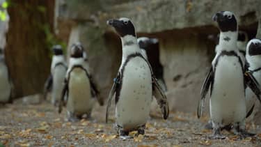 Klik hier om Bij ons in de Dierentuin van 22 november te bekijken.