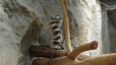 Klik hier om Bij ons in de Dierentuin van 15 november te bekijken.