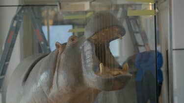 Klik hier om Bij ons in de Dierentuin van 20 december te bekijken.