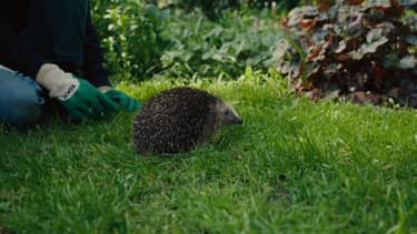 Klik hier om Wilde buren van 16 november te bekijken.