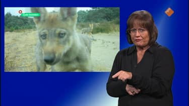 NOS Jeugdjournaal met Gebarentaal