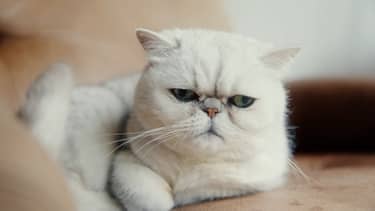 Klik hier om Wilde buren van 7 december te bekijken.