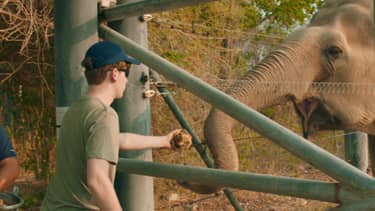 Wildlife