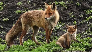 Klik hier om Het klokhuis van 18 maart te bekijken.