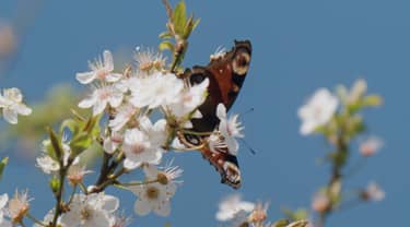 Klik hier om BinnensteBuiten van 22 april te bekijken.