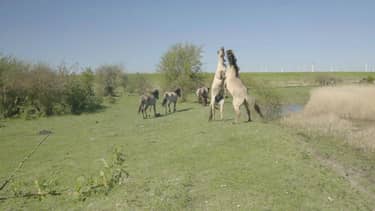 Klik hier om Vroege vogels van 17 mei te bekijken.