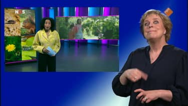 Klik hier om NOS Jeugdjournaal met Gebarentaal van 23 mei te bekijken.