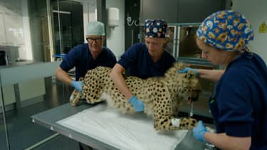 Klik hier om Op safari van 7 augustus te bekijken.