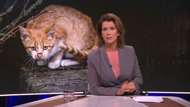 Nieuwsuur