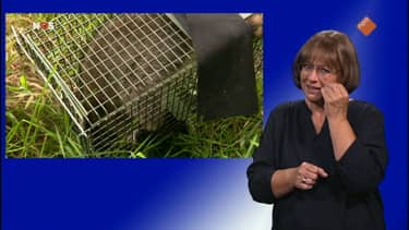 Klik hier om NOS Jeugdjournaal met Gebarentaal van 4 september te bekijken.